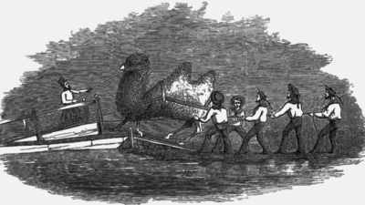In 1856, the Army imported
them from Egypt - True Terror with Robert Englund