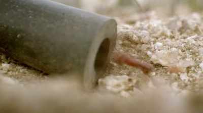 - In 1983, entomologist
Dr. Justin Schmidt - Kings of Pain