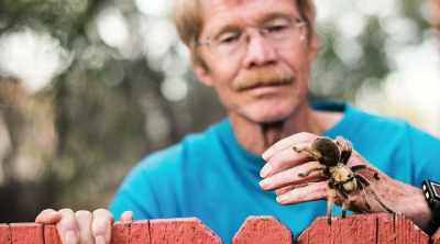 - In 1983, Entomologist
Dr. Justin Schmidt - Kings of Pain