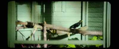 In 1995 a budgerigar named Park - Nandor Fodor and the Talking Mongoose