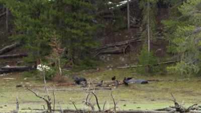In 2022, higher than expected
rains in the spring combined - Yellowstone: One-Fifty