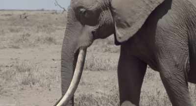 In her 50 years, Athena has never
experienced a drought so bad. - The Elephant Queen