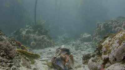 In a behaviour
previously unknown to science, - Oceans: Our Blue Planet