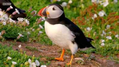 In a few days' time,
they'll lay their single egg. - Wales: Land of the Wild