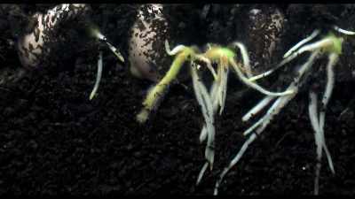 In a forest floor,
it's when the leaves drop, - Kiss the Ground