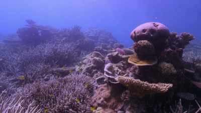 In a healthy coral reef system, - Chasing Coral