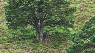 In a hide installed by the estate, - Wild Isles