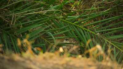 In a palm thicket hideout, - Wild Babies