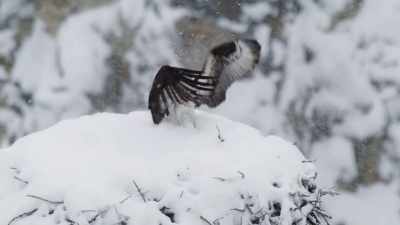 In a place where winter
is never far away. - Epic Yellowstone