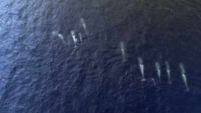 ''In a pod this big,
that means all hands on deck.'' - Secrets of the Whales