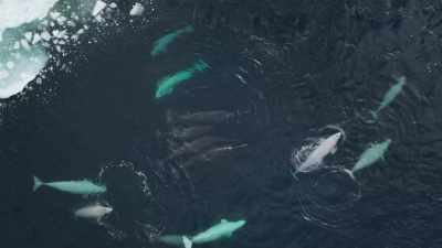 In a rarely seen encounter, - Frozen Planet II
