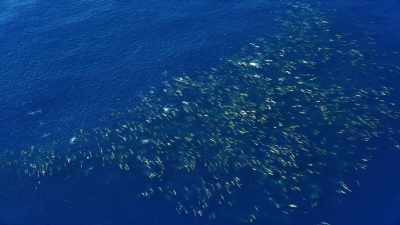 In a super pod, 5,000-strong. - Blue Planet II