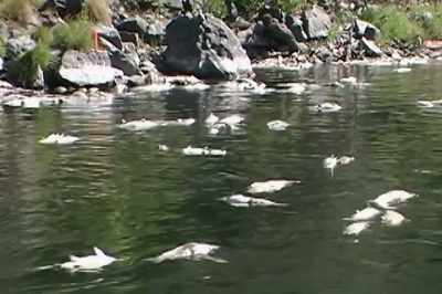 In a wild river, nothing like
that happens, right? - Artifishal