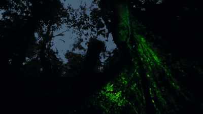 In Africa, in the Congo, - The Green Planet