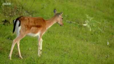 In an ancient
deer park in West Wales, - Wales: Land of the Wild