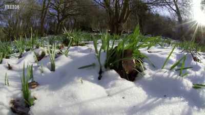 In ancient glades
across the country, - Wales: Land of the Wild