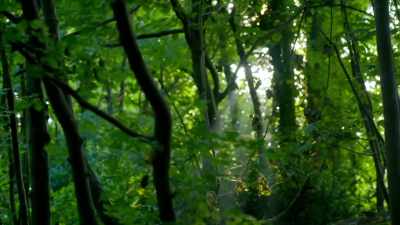 In this ancient Welsh woodland - Handmade: Britain's Best Woodworker