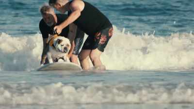 In any species that evolves, - Inside the Mind of a Dog