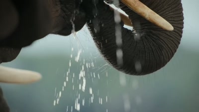'In this area, at least,
elephants are safe for now.' - A Year on Planet Earth