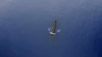"In between meals," - Secrets of the Whales