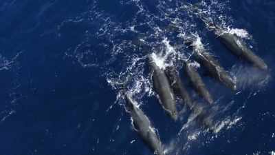 "In between North America and Europe,
they keep on the move." - Secrets of the Whales