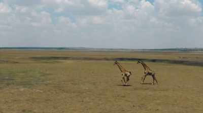 In biology, often
you have to kill animals - The Woman Who Loves Giraffes