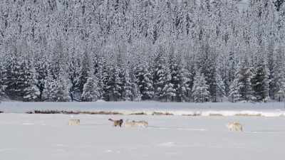In blacktail, the pack has
gained a loyal foot soldier - Epic Yellowstone