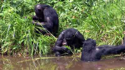 IN BONOBO LAND, IT'S A RICHER,
MORE PREDICTABLE RESOURCE. - Why We Hate