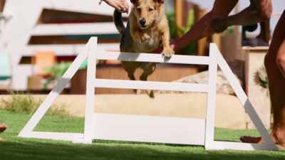 In brief, Katie won the doggy
obstacle course challenge - Love Island