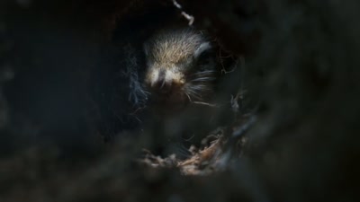 'In Canada, - A Year on Planet Earth