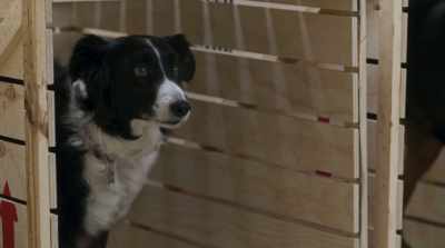 In case you got any
ideas about escaping, - Cats & Dogs 3: Paws Unite