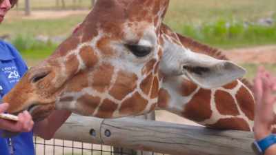 In case savannah's baby
doesn't nurse, - Secrets of the Zoo