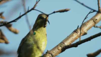 In this charred landscape,
pollinators, such as these sunbirds, - The Green Planet