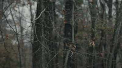 In that choked vine forest, - Grant