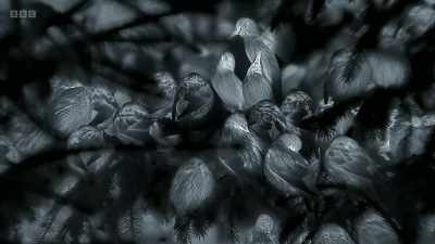 In close-up, it becomes clear - Wild Isles
