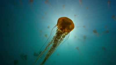 In coastal seas,  - Our Planet