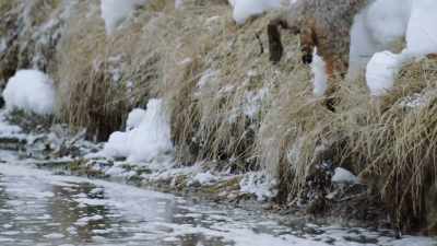 In this cold,
water is the cat's enemy. - Epic Yellowstone