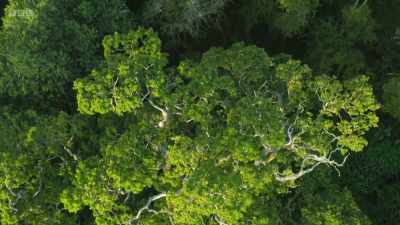 In contrast, our
ancient woodlands, - Wild Isles