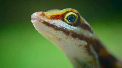 In Costa Rica, - The Secret Lives of Animals