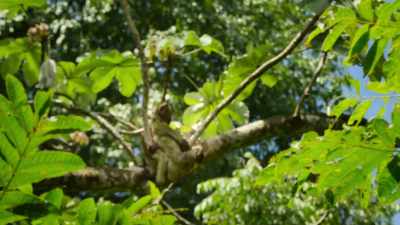 In Costa Rica's
Manuel Antonio National Park, - Our Great National Parks