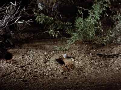 In this crisis,
mother rat has a plan, - The Living Desert