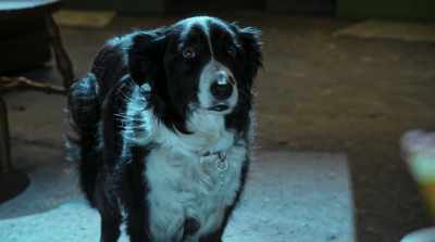 In my day, we had to trust
our instincts and communicate. - Cats & Dogs 3: Paws Unite