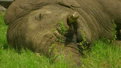 In death, the mighty elephant
completes life's circle. - Serengeti