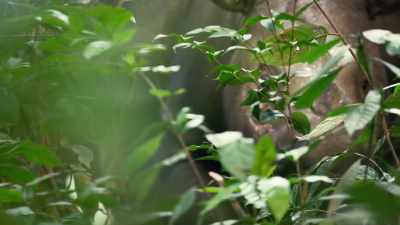In this dense tangle, she uses sound
to locate a possible mate. - Seven Worlds, One Planet