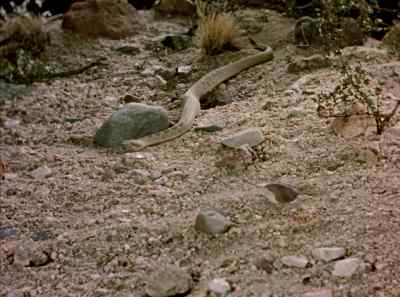 In her desert drama, - The Living Desert