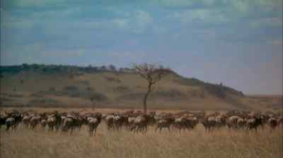 In this endless contest - Africa: The Serengeti