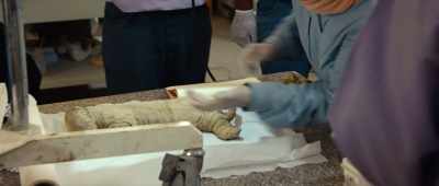[in English] So this is a very nice
Bubasteion special. - Secrets of the Saqqara Tomb