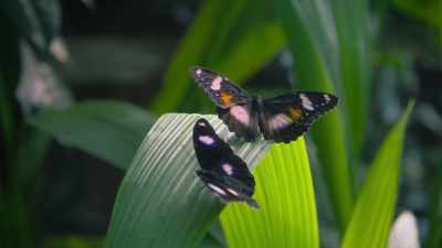 In her eyes, he's simply dazzling. - Attenborough's Life in Colour