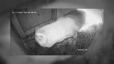 In fact, when csilla
was so sick, - Secrets of the Zoo