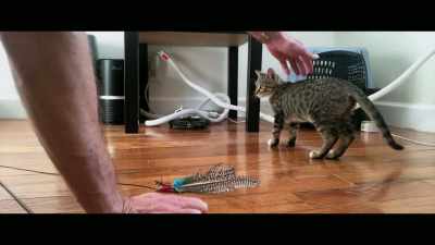 In fact, humans are the source - Cat Daddies